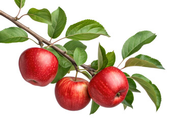 Red apples on apple tree branch
