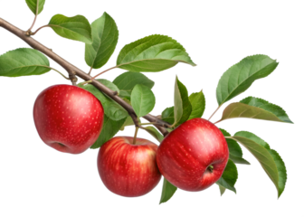 Red apples on apple tree branch