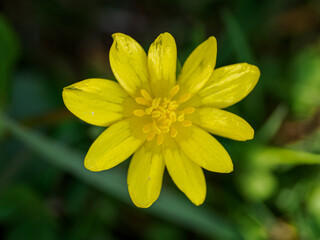 Yellow spring primrose flower in top view.
