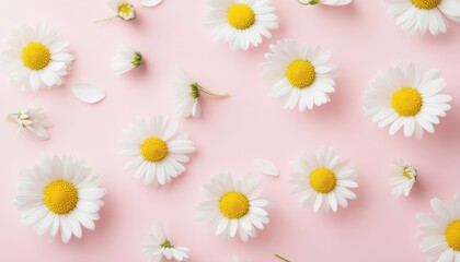 Obraz premium Delicate daisies scattered on a pastel pink background. Small, white flowers with yellow centers arranged in a pattern. Petals and buds scattered around