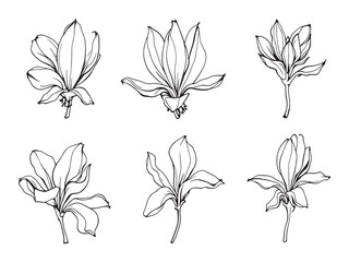 Banana flower botanical illustration in elegant line art style