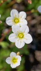 Beautiful close-up of saxifraga hypnoides