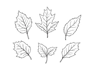 Obraz premium Birch leaf line art illustration in minimal outline style