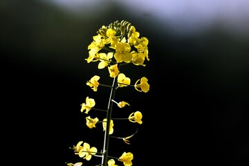 flowering rapeseed Flofers and rapeseed field in spring in May