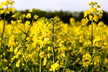 flowering rapeseed Flofers and rapeseed field in spring in May