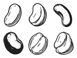 Borlotti beans botanical sketch line art vector image