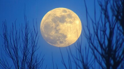 Naklejka premium Full Moon Through Bare Branches