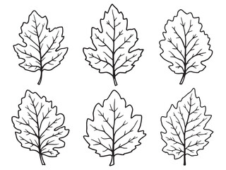 Obraz premium Botanical birch leaf vector in clean minimalist outline