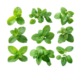 Fresh mint leaves kitchen culinary natural aesthetic appeal isolated on transparent background
