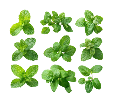 Fresh mint leaves kitchen culinary natural aesthetic appeal isolated on transparent background