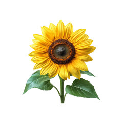 Obraz premium Yellow sunflower with green leaves isolated on transparent background