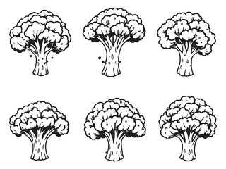 Broccoli illustration simple botanical line drawing