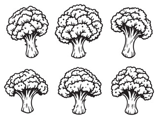 Broccolini vegetable healthy food hand drawn line art