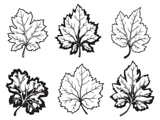 Burmese grape leaves botanical line art illustration