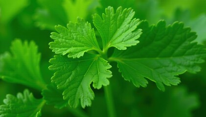 Close-up of parsley, showing leaf vein pattern , culinary, parsley, natural