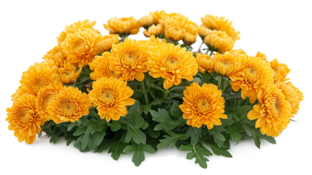 A bunch of orange flowers with green stems. The flowers are arranged in a way that they are all facing the same direction