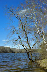 Willow on a river in early spring