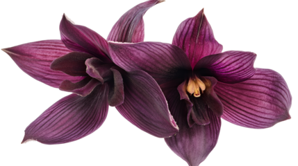 Two purple flowers with brown centers. The flowers are arranged in a way that they are overlapping each other