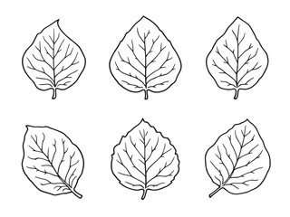 Carolina Jessamine Leaf Elegant Line Art Drawing 