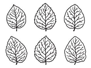 Obraz premium Carolina Jessamine Leaf Elegant Line Art Drawing 