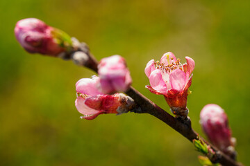 Pink peach blossoms on a twig.
