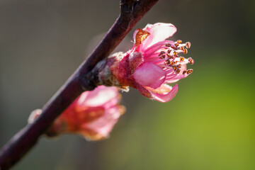 Pink peach blossoms on a twig.

