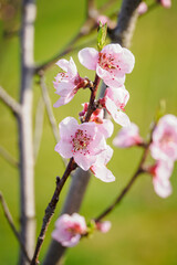 Pink peach blossoms on a twig.
