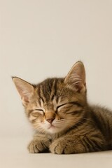 A sleeping kitten with clean backdrop