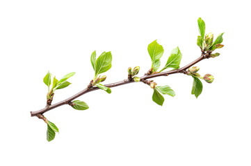 Spring budding branch nature scene plant growth isolated on transparent background