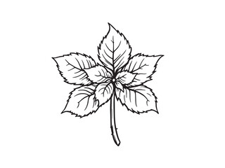 Creeping Charlie Leaf Simple Line Art Illustration 