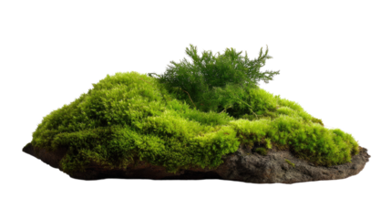 Mossy Stone: A captivating depiction of a stone, completely covered in a vibrant blanket of emerald moss, subtly enriched by small green plants.