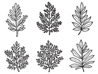 Cypress Leaf Minimal Line Art Design for Decoration 