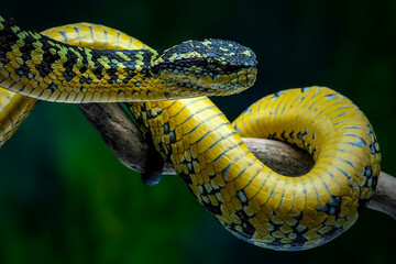 A close-up shot of a Wagler's pit viper
