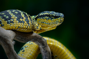 A close-up shot of a Wagler's pit viper