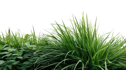 Vibrant Grass and Foliage Close-Up: A lush tapestry of green grasses and foliage, showcasing intricate textures, and forms under natural lighting