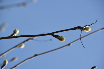 These are the leaf buds of a rowan in nature in bright and sunny spring day.