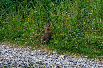 lapin