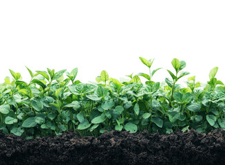 Healthy seedling growth in fertile soil nature greenhouse isolated on transparent background