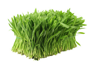 Harvesting fresh wheatgrass at a local farm nature healthy lifestyle isolated on transparent background
