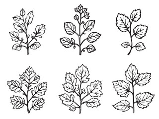 Detailed Line Art Illustration of Hairy Bittercress Leaf 