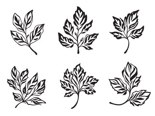 Detailed Line Art of Boston Ivy Leaf Design 