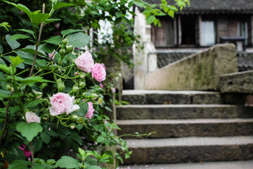 flowers in the garden