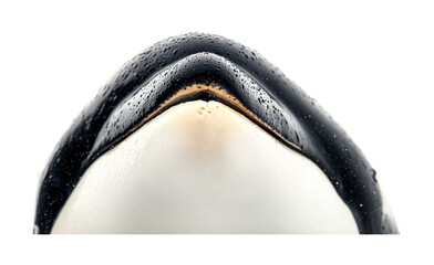 Orca for Killer Whale and Marine Wildlife Decor - Isolated on White Background
