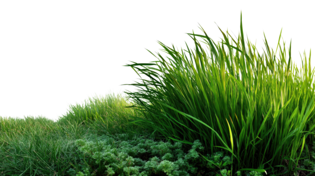 Vibrant Greenery: Capturing a close-up view of a lush, vibrant cluster of grass swaying gently, evoking a sense of natural serenity and fresh, pure surroundings.