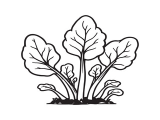 Detailed Line Art of Climbing Spinach Growing on Vines 