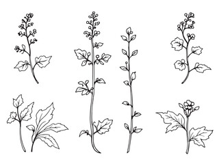 Detailed Line Art of Coltsfoot Leaf for Botanical Illustration