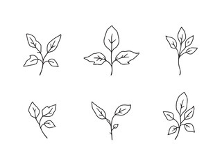 Detailed Line Art of Coltsfoot Leaf for Botanical Illustration 