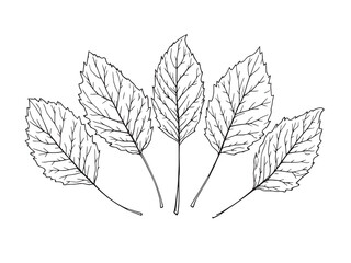 Detailed Line Art of Hornbeam Leaf Design for Graphic Projects 
