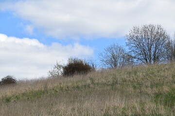 Fototapeta premium This is a landscape in sunny spring day. You can see a grassy hill, little trees and the sky in the picture.