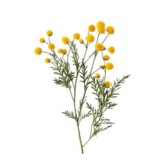 Isolated vibrant yellow tansy flower arrangement against a clear, pristine background